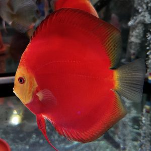 Red Golden Diamond 8-9cm