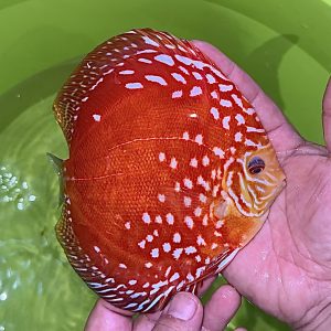 Méteor Pigeon 14-15 cm