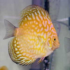 Yellow Checkerboard 8-9cm