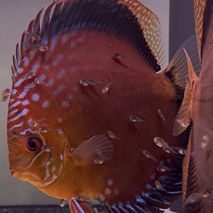 Alenquer Couple Confirmé