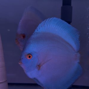 couple confirmé blue diamond x platinum blue angel