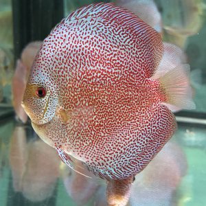 Hibody Panthera 15-16cm