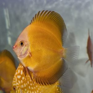 Yellow Melon 8-9cm ( black rime)