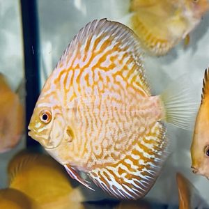 Golden Indiana Tiger