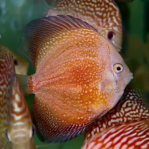 moonlight Galaxy 8-9cm