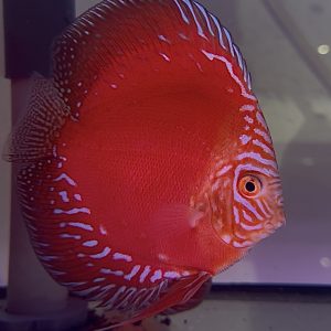 Red Moonstone 12-13cm