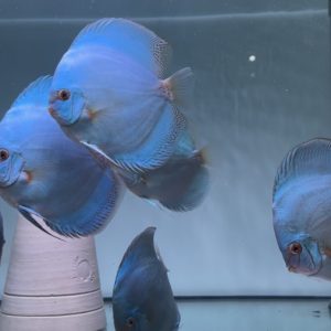 Réflection Deep 14-15cm