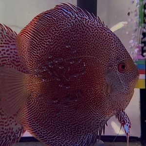 Couple Confirmé Super Panthera x Léopard Snake Skin 15-16cm