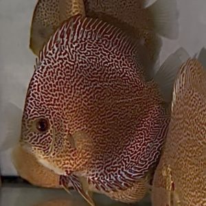 Super Panthera 11-12cm
