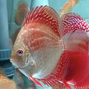 Méteor Pigeon 7-8cm