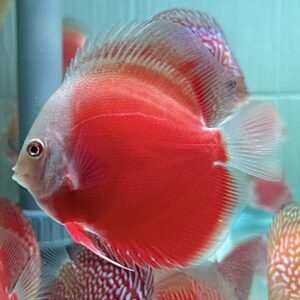 Red Valentin 7-8cm
