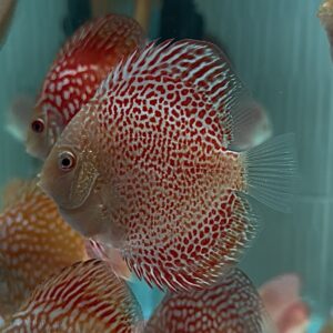 Albinos Leopard Snake Skin 7-8cm