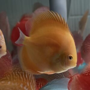 Albinos Pearl Diamond 7-8cm