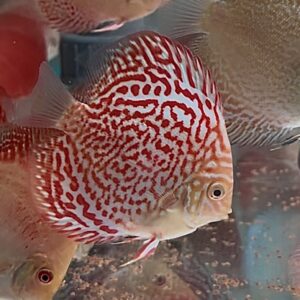 Albinos Leopard 7-8cm