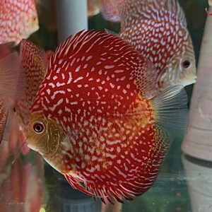 Pigeon Scarlet 10-11cm